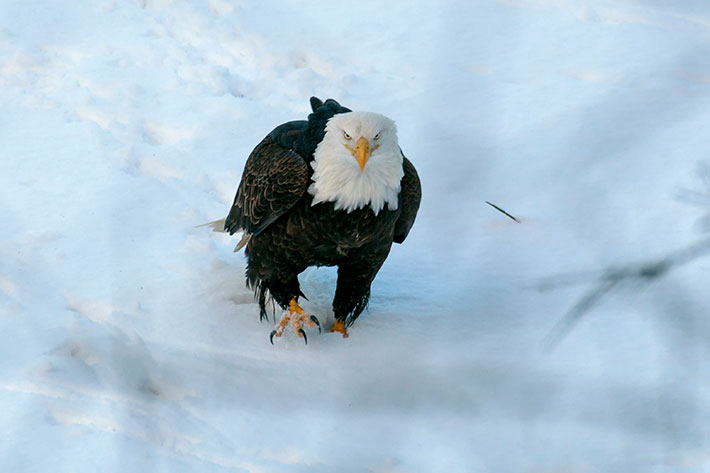 Squamish, bald eagle, Brackendale.