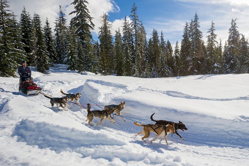 Canadian Wildrness Adventures, Dogsleding, winter activities.