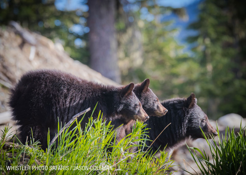 whistler photo safari bears tours