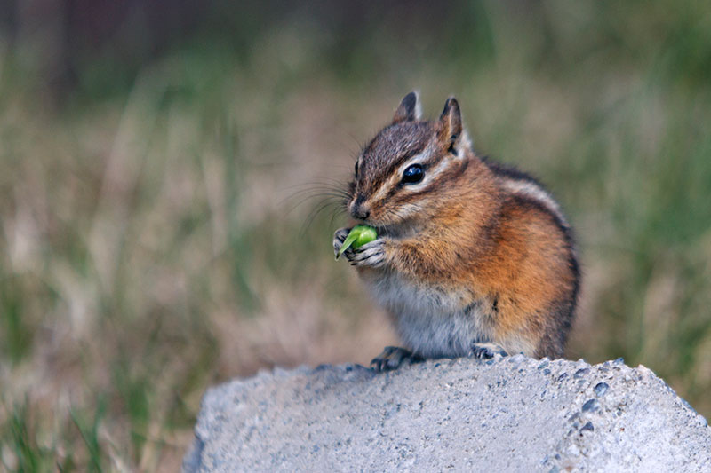 whistler wildlife