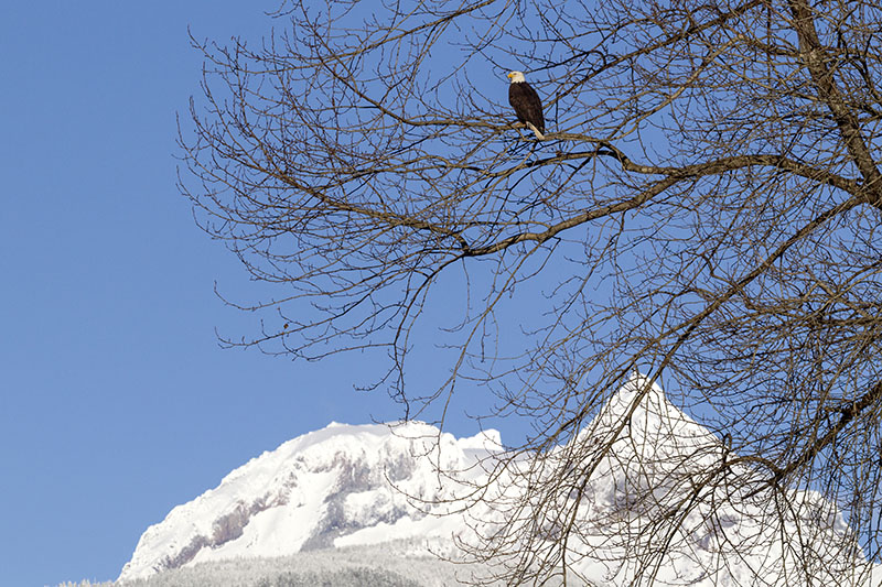 Winter in Pemberton, dining. 