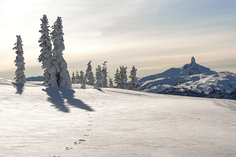 Whistler Blackcomb, downhill skiing, snowboarding.