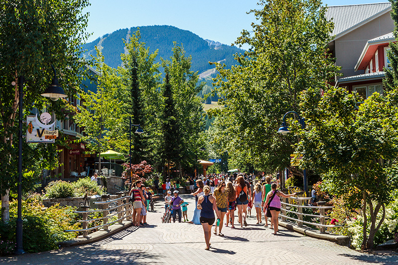 Whistler Black Bear.